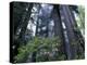 Coast Trail, Redwoods and Rhododendrons, Del Norte Coast State Park, California, USA-Jamie & Judy Wild-Premier Image Canvas