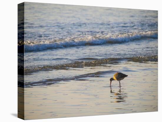 Coastal Bird, Morro Bay Coast-Anna Miller-Premier Image Canvas