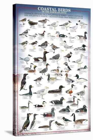 Coastal Birds-null-Stretched Canvas