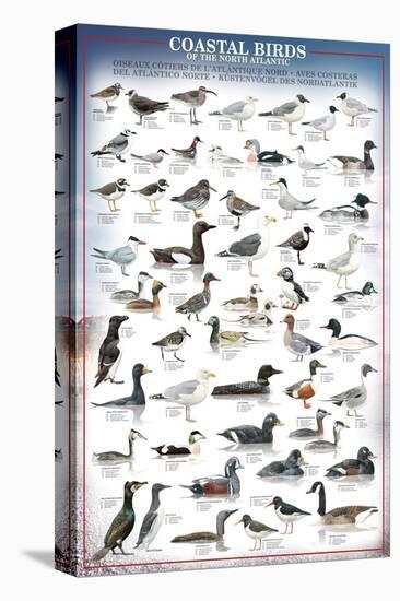 Coastal Birds-null-Stretched Canvas