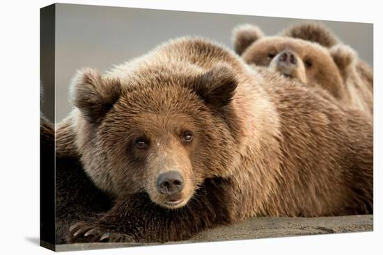 Coastal brown bears, Lake Clarke National Park, Alaska-Danny Green-Premier Image Canvas