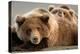 Coastal brown bears, Lake Clarke National Park, Alaska-Danny Green-Premier Image Canvas