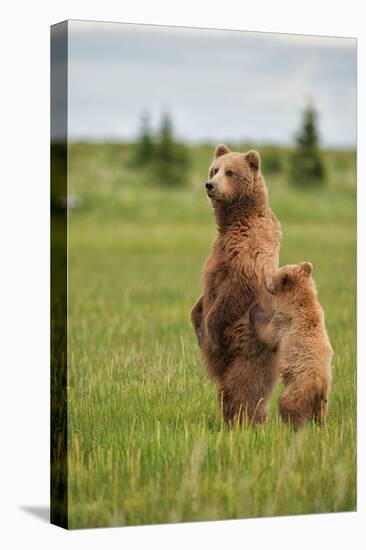 Coastal Brown Bears Standing Up in a Sedge Field in Lake Clark National Park-Andrew Czerniak-Premier Image Canvas