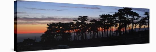 Coastal Cypress at Dusk, San Francisco, California-Anna Miller-Premier Image Canvas