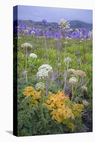 Coastal Flowers at Montara Beach, California-Vincent James-Premier Image Canvas