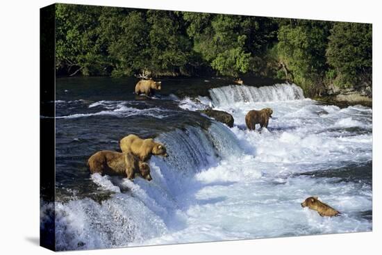 Coastal Grizzlies or Alaskan Brown Bears Fishing-null-Premier Image Canvas