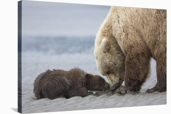Coastal Grizzly bear cub begs for a clam. Lake Clark National Park, Alaska.-Brenda Tharp-Premier Image Canvas