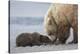 Coastal Grizzly bear cub begs for a clam. Lake Clark National Park, Alaska.-Brenda Tharp-Premier Image Canvas