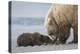 Coastal Grizzly bear cub begs for a clam. Lake Clark National Park, Alaska.-Brenda Tharp-Premier Image Canvas