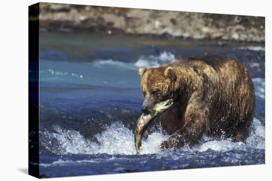 Coastal Grizzly Bear with Salmon in Mouth-null-Premier Image Canvas