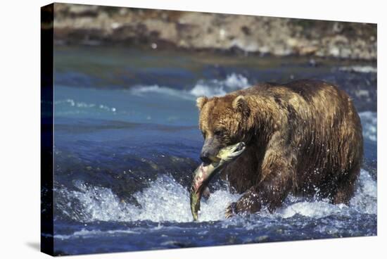 Coastal Grizzly Bear with Salmon in Mouth-null-Premier Image Canvas