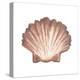 Coastal Icon Coral VI-Elizabeth Medley-Stretched Canvas