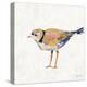 Coastal Plover IV Linen-Jeanette Vertentes-Stretched Canvas