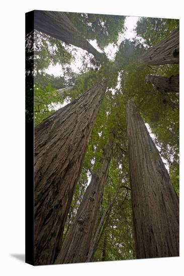 Coastal Redwood Forest, View of Trunks to Canopy-null-Premier Image Canvas