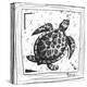Coastal Sea Turtle Ocean Beach Sketch-Megan Aroon Duncanson-Stretched Canvas