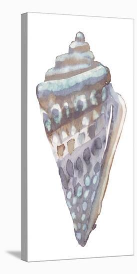 Coastal Seashells - Cone-Sandra Jacobs-Stretched Canvas