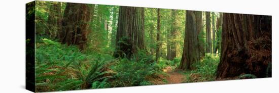 Coastal Sequoia Trees in Redwood Forest in Northern California, USA-null-Premier Image Canvas