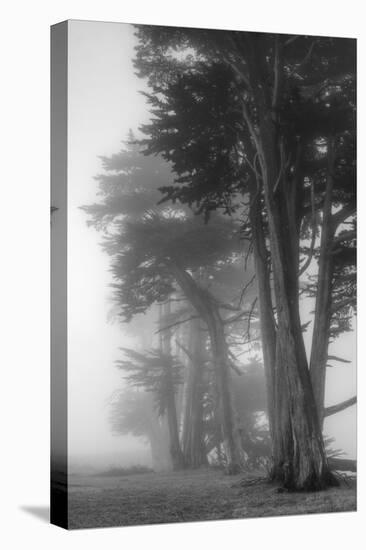 Coastal Trees-Vincent James-Premier Image Canvas