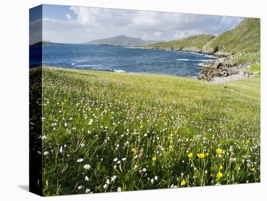 Coastal Wildflowers, Huisinis, Machair. Isle of Harris, Scotland-Martin Zwick-Premier Image Canvas