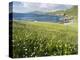 Coastal Wildflowers, Huisinis, Machair. Isle of Harris, Scotland-Martin Zwick-Premier Image Canvas
