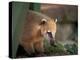 Coati Mundi, Argentina-Walter Bibikow-Premier Image Canvas