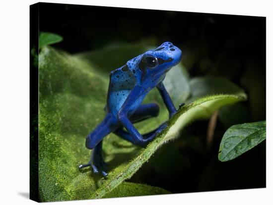 Cobalt Blue Poison Dart Frog (Dendrobates Azureus) Captive, Surinam, South America-Michael D. Kern-Premier Image Canvas