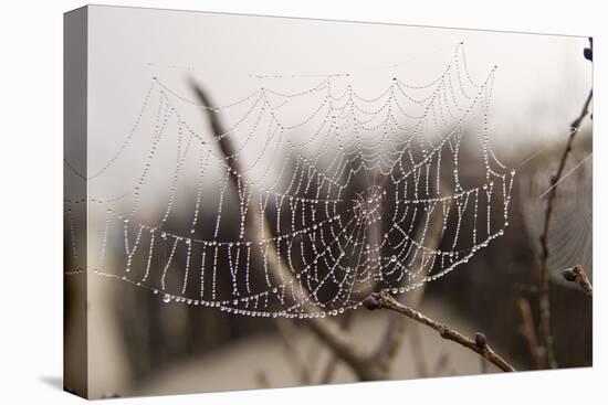 Cobweb, Dewdrops-Roland T.-Premier Image Canvas