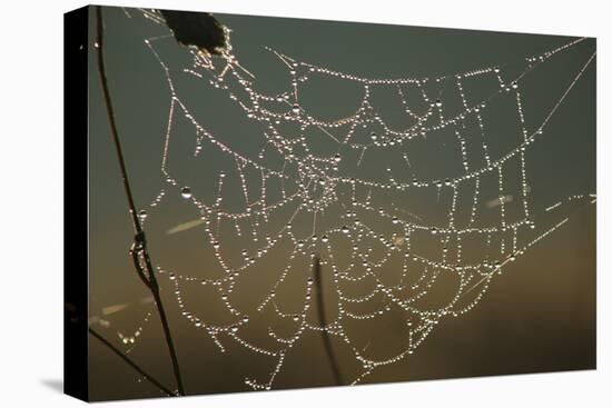 Cobweb with Dewdrops-Uwe Steffens-Premier Image Canvas