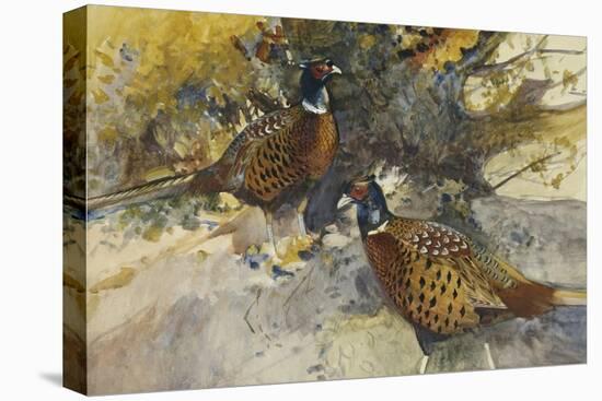Cock Pheasants under a Beech Tree-Frank Southgate-Premier Image Canvas