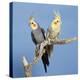 Cockatiel Birds, Two Perched on Branch-null-Premier Image Canvas