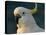 Cockatoo, Sydney Harbor, Australia-David Wall-Premier Image Canvas