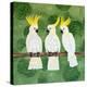 Cockatoo Trio-Lisa Frances Judd-Stretched Canvas