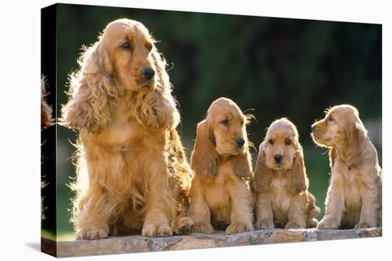Cocker Spaniel Dogs, Adult and Puppies Sitting in a Row-null-Premier Image Canvas
