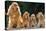 Cocker Spaniel Dogs, Adult and Puppies Sitting in a Row-null-Premier Image Canvas