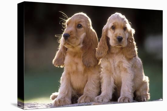 Cocker Spaniel Dogs-null-Premier Image Canvas