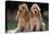 Cocker Spaniel Dogs-null-Premier Image Canvas