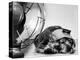 Cocker Spaniel Keeping Cool with Electric Fan-Bettmann-Premier Image Canvas