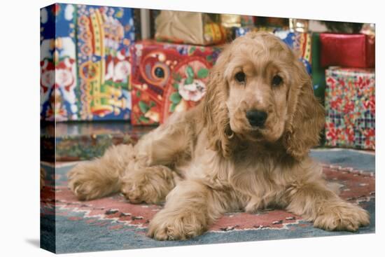 Cocker Spaniel, Lying by Presents-null-Premier Image Canvas