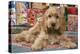 Cocker Spaniel, Lying by Presents-null-Premier Image Canvas