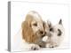 Cocker Spaniel with Cat Birman Kitten-null-Premier Image Canvas