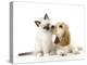 Cocker Spaniel with Cat Birman Kitten-null-Premier Image Canvas