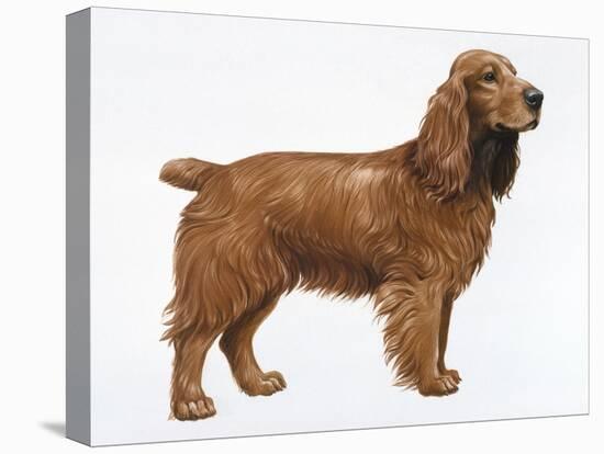 Cocker Spaniel-Harro Maass-Premier Image Canvas