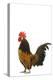 Cockerel Breed Bassette Liegeoise in Studio-null-Premier Image Canvas