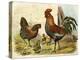 Cockerel, Hen and Chicks in a Farmyard-null-Stretched Canvas