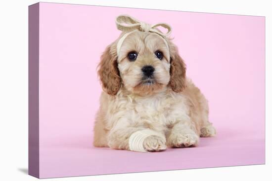 Cockerpoo Puppy (7 Weeks Old) with Bandaged-null-Premier Image Canvas