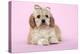 Cockerpoo Puppy (7 Weeks Old) with Bandaged-null-Premier Image Canvas