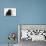 Cockerpoo Puppy and Ragdoll-Cross Kitten-Mark Taylor-Premier Image Canvas displayed on a wall