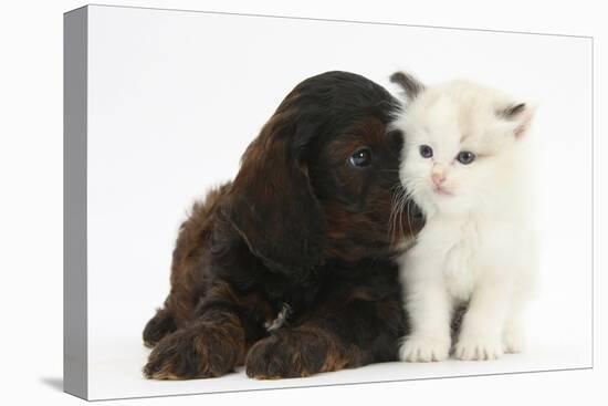 Cockerpoo Puppy and Ragdoll-Cross Kitten-Mark Taylor-Premier Image Canvas