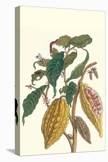 Cocoa Plant with Southern Army Worm-Maria Sibylla Merian-Stretched Canvas