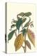 Cocoa Plant with Southern Army Worm-Maria Sibylla Merian-Stretched Canvas